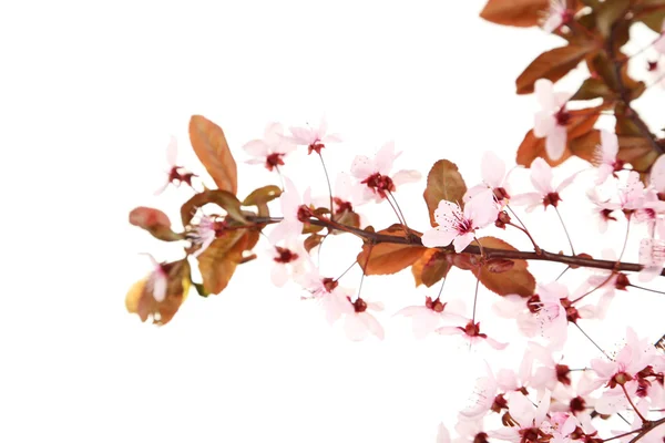 Spring flowering branch — Stock Photo, Image