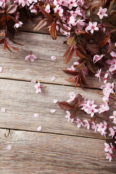 Spring flowering branch — Stock Photo, Image