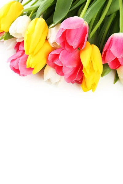 Bei tulipani freschi — Foto Stock