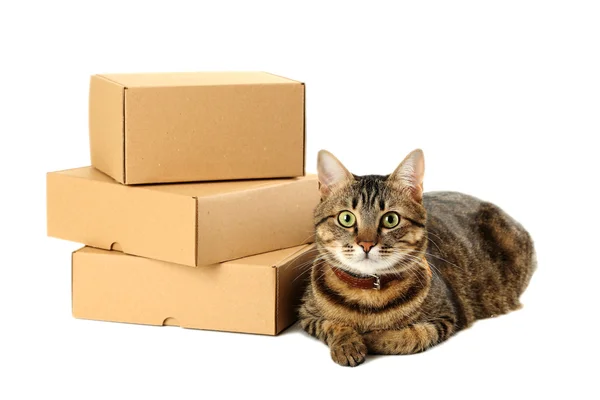 Üres karton dobozok, macska — Stock Fotó