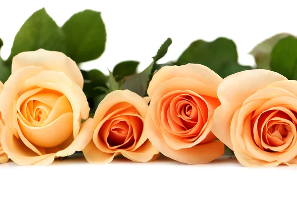 Ramo de rosas naranjas — Foto de Stock
