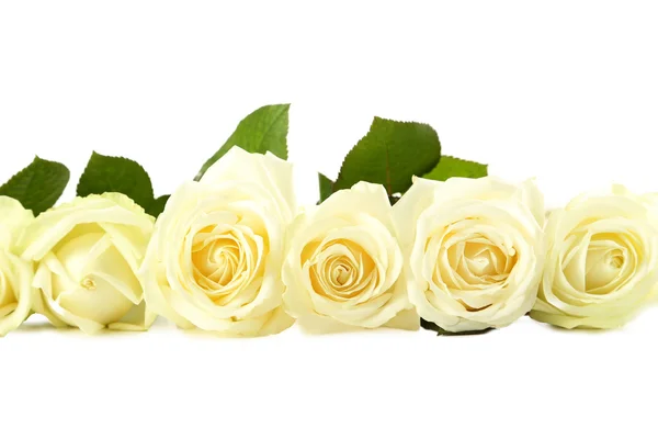 Ramo de rosas blancas — Foto de Stock