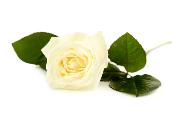 Krásná bílá růže — Stock fotografie