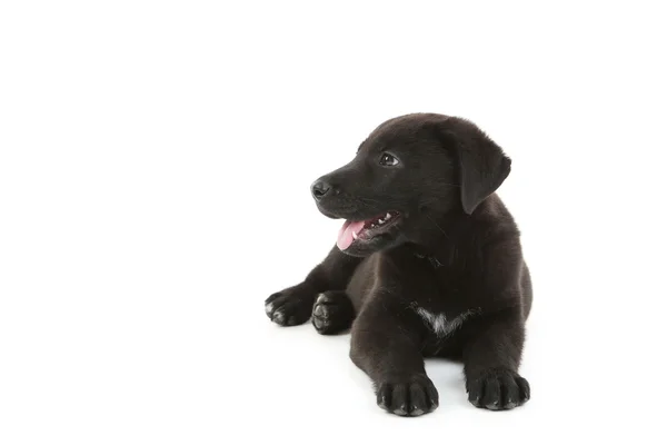 Чёрный щенок-лабрадор — стоковое фото