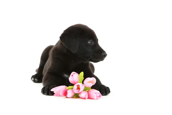 Schöner schwarzer Labrador-Welpe mit Blumen — Stockfoto