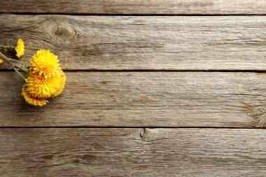 güzel sarı krizantem