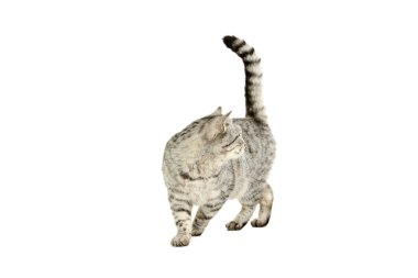 güzel Gri kedi