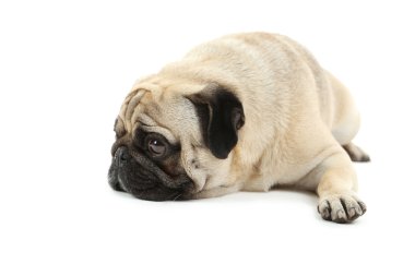 komik pug köpek