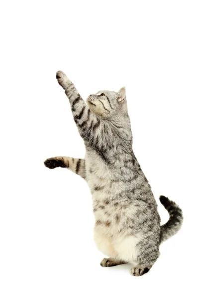 Gyönyörű szürke macska — Stock Fotó