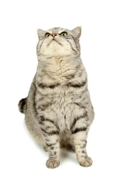 แมวสีเทาสวย — ภาพถ่ายสต็อก