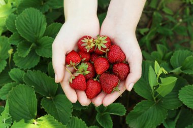 erkek holding çilek eller