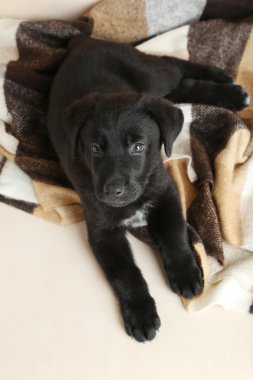 Güzel Siyah labrador köpek yavrusu
