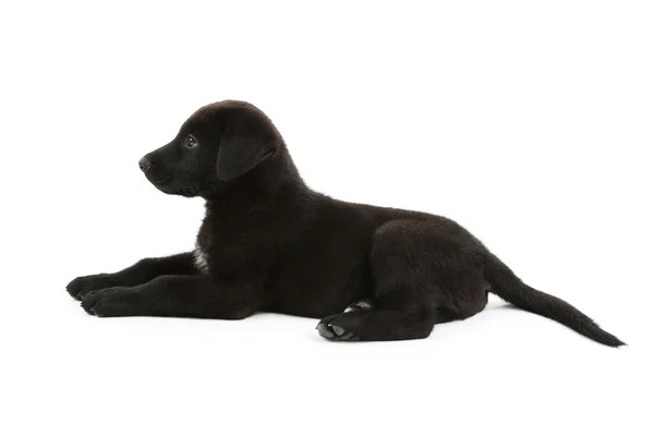 Schöner schwarzer Labrador Welpe — Stockfoto