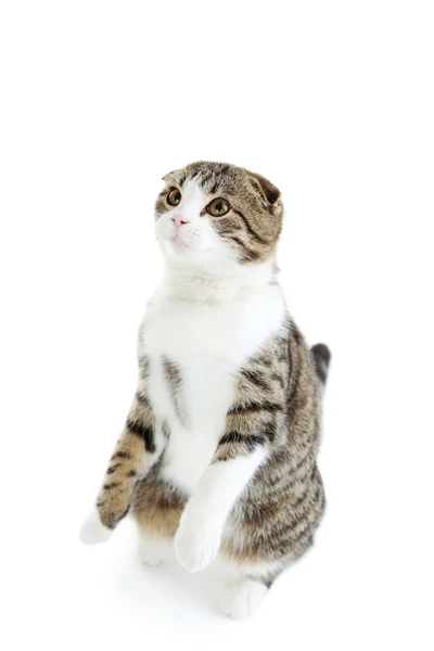 Mooie binnenlandse kat — Stockfoto
