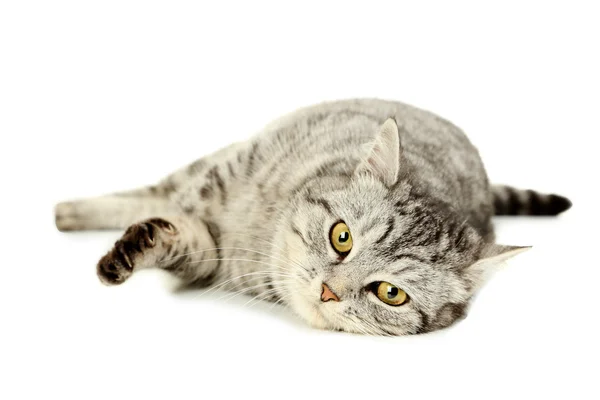 Schöne Hauskatze — Stockfoto