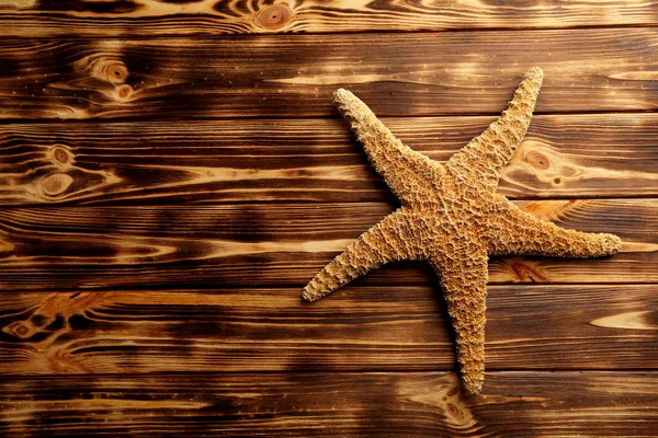 Estrella de mar marrón exótica — Foto de Stock