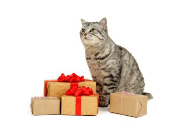 Hediyeler ile güzel kedi