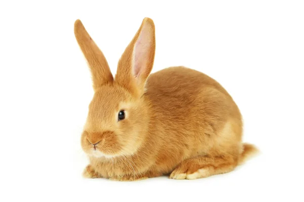 Young red rabbit — Stock Photo, Image