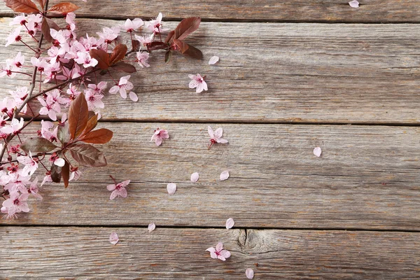 Jarní kvetoucí větev — Stock fotografie