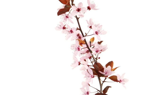 Spring flowering branch — Stock Photo, Image