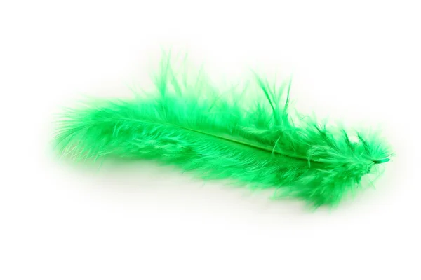 Pluma decorativa verde — Foto de Stock