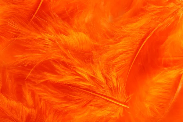 Piume decorative arancioni — Foto Stock