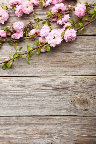 Primavera ramo de floração — Fotografia de Stock