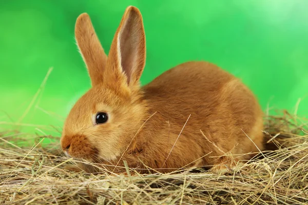 Young red rabbit in hay — Stock Photo, Image