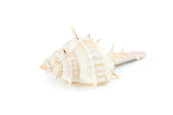 Sea shell närbild — Stockfoto