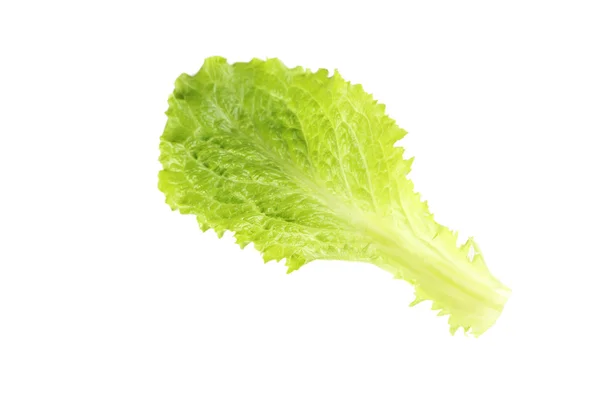 Lechuga de ensalada fresca — Foto de Stock