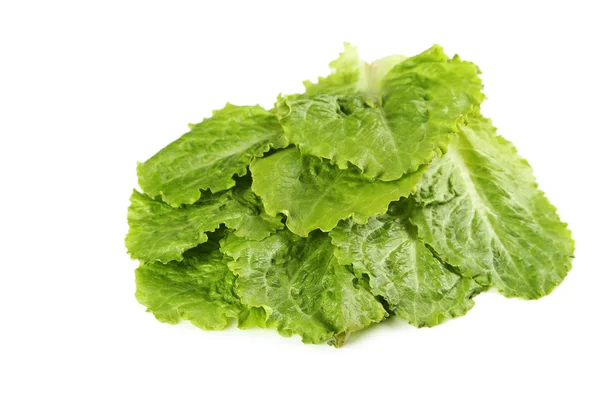Alface de salada fresca — Fotografia de Stock