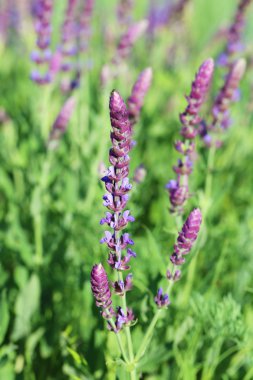 Güzel bahar çiçekleri