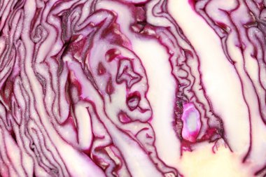 Olgun kırmızı lahana