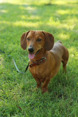 Bahçedeki dachshund köpeği