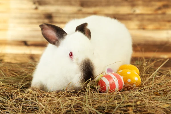 Белый кролик в сене с покрашенными яйцами — стоковое фото