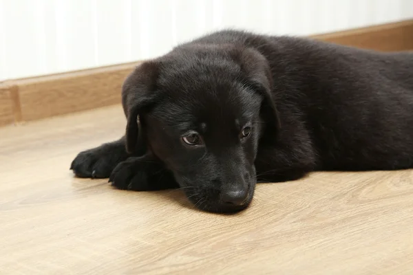 Hermoso cachorro labrador negro — Foto de Stock