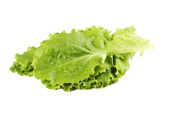 Fresh salad lettuce — Stock Photo, Image