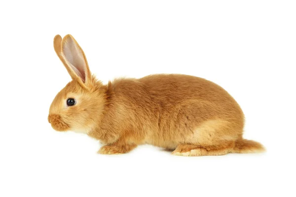 Conejo rojo joven — Foto de Stock