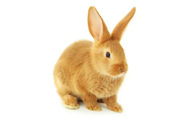 Young red rabbit — Stock Photo, Image