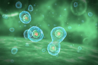 Cell Division Stages of Mitosis clipart