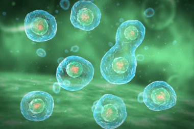 Cell Division Stages of Mitosis clipart