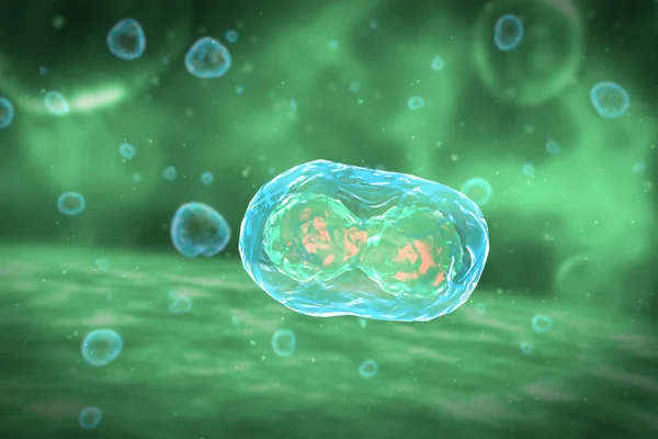 Hücre bölünmesi mitoz aşamaları
