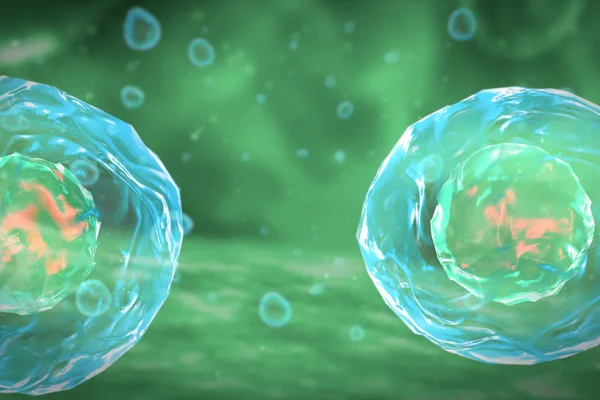 Hücre bölünmesi mitoz aşamaları