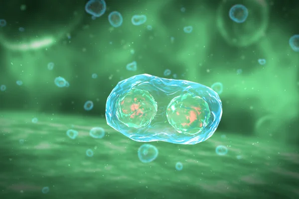 Hücre bölünmesi mitoz aşamaları