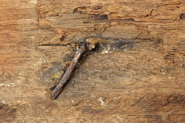 Thin focus on rust nail Old hard wood