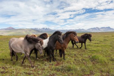 İzlanda 'daki at sürüsü Güzel İzlanda atları tarlada otluyor