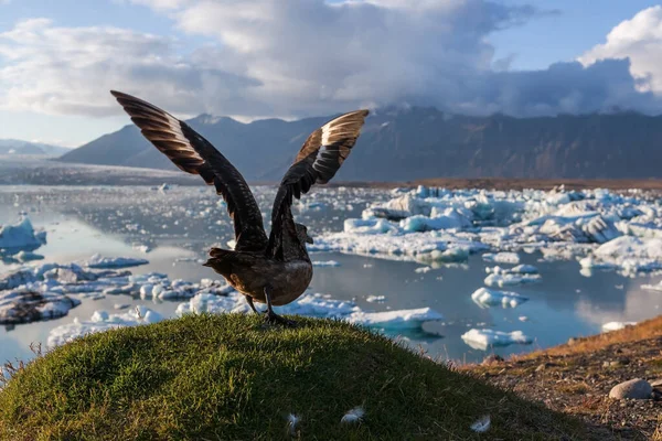 Μεγάλο πουλί απογειώνεται πάνω από παγόβουνα στη λιμνοθάλασσα Jokulsarlon παγετώνα Ισλανδία — Φωτογραφία Αρχείου