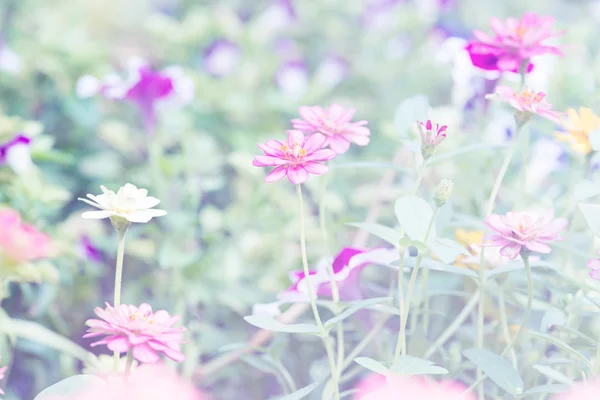 Kosmos blommor på mjukt fokus — Stockfoto