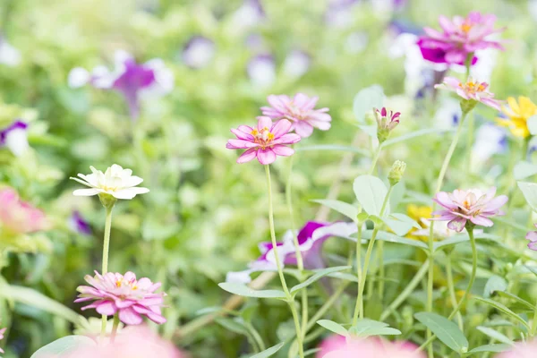 Beautiful cosmos flowers. — Stock Photo, Image