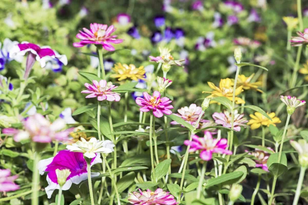 Beautiful cosmos flowers. — Stock Photo, Image